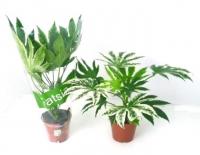 Фатсия японская вариегата