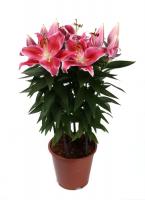 Лилия ориентал микс