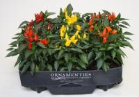 Перец или Капсикум Аннуум