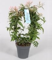 Жасмин Полиантум