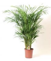 Хризалидокарпус (Арека, дипсис)