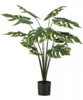 Монстера в кашпо 