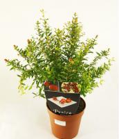 Гранат карликовый / Пуника гранатум