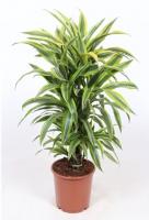 Драцена фрагранс Лемон Лайм разветвленная