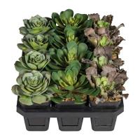 Суккуленты в кашпо ассорти