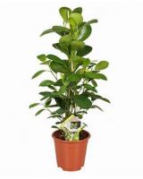 Фикус Моклэйм (Мокламе)