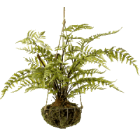 Папоротник лесной подвесной