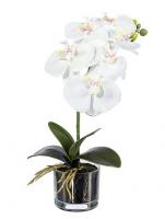 Фаленопсис в стеклянном кашпо