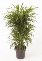 Драцена рефлекса Анита карусель