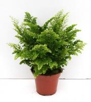 Адиантум Лиза