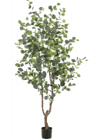 Эвкалипт в кашпо