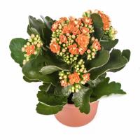 Каланхоэ каландива микс