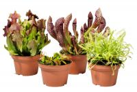 Насекомоядный микс