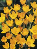 КРОКУС CROCUS YELLOW GIANT 10шт
