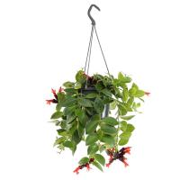 Эсхинантус Каролина