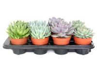 Эхеверия Микс