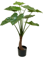 Алоказия в кашпо