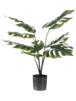 Монстера в кашпо 