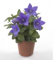 Платикодон крупноцветковый синий