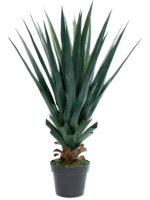 Агава в кашпо 