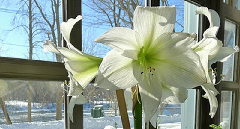 подкормка растений