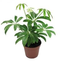 Шеффлера Лузеана