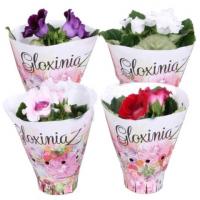 Глоксиния микс (Синнингия)