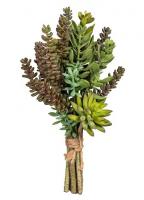 Суккуленты в связке ассорти