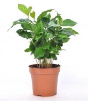 Кофейное Дерево Арабика