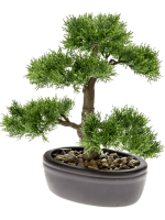 Бонсай Кедр в овальном кашпо