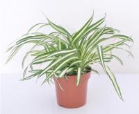 Хлорофитум Атлантик