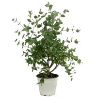 Эвкалипт Ганна (Гунни)