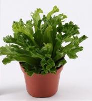 Асплениум Лесли