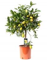 Цитрофортунелла Лаймкват 