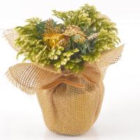 Селагинелла микс в подарочной упаковке