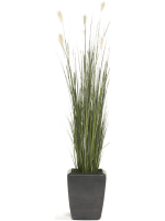  Пампасная трава в кашпо 