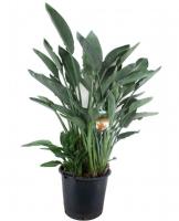 Стрелиция Регина