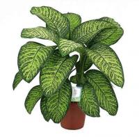 Диффенбахия Тропик Джевел