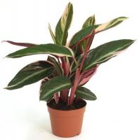 Строманта Триостар