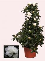 Азалия микс пирамида (Рододендрон)