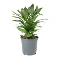 Кордилина Глаука