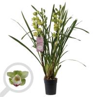 Орхидея Цимбидиум, 3-4 ствола