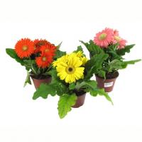 Гербера микс