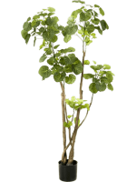 Полисциас Фабиан в кашпо 