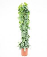 Сциндапсус Пиктус моссток