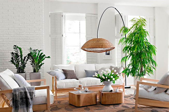 Жизнь рядом с комнатными растениями