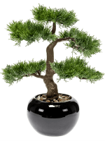 Бонсай Кедр в круглом кашпо