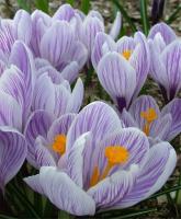 КРОКУС CROCUS KING OF STRIPED 10шт