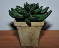 Эуфорбия в кашпо