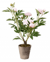 Куст пиона в кашпо 